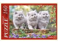 pict_443aed5c-f549-4ad3-a0cf-64a57a06f1c8