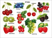 ПЛАКАТ. ЯГОДЫ
